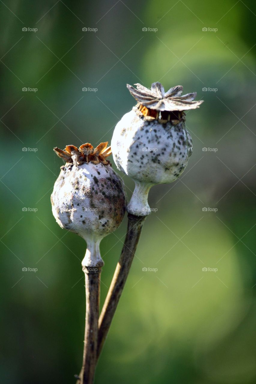 Dry pods with poppy seeds