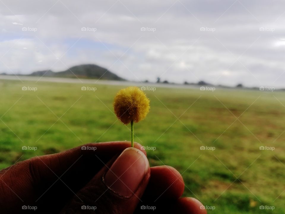 the little flower taken portrait mode this is autumn session so it wall fall down