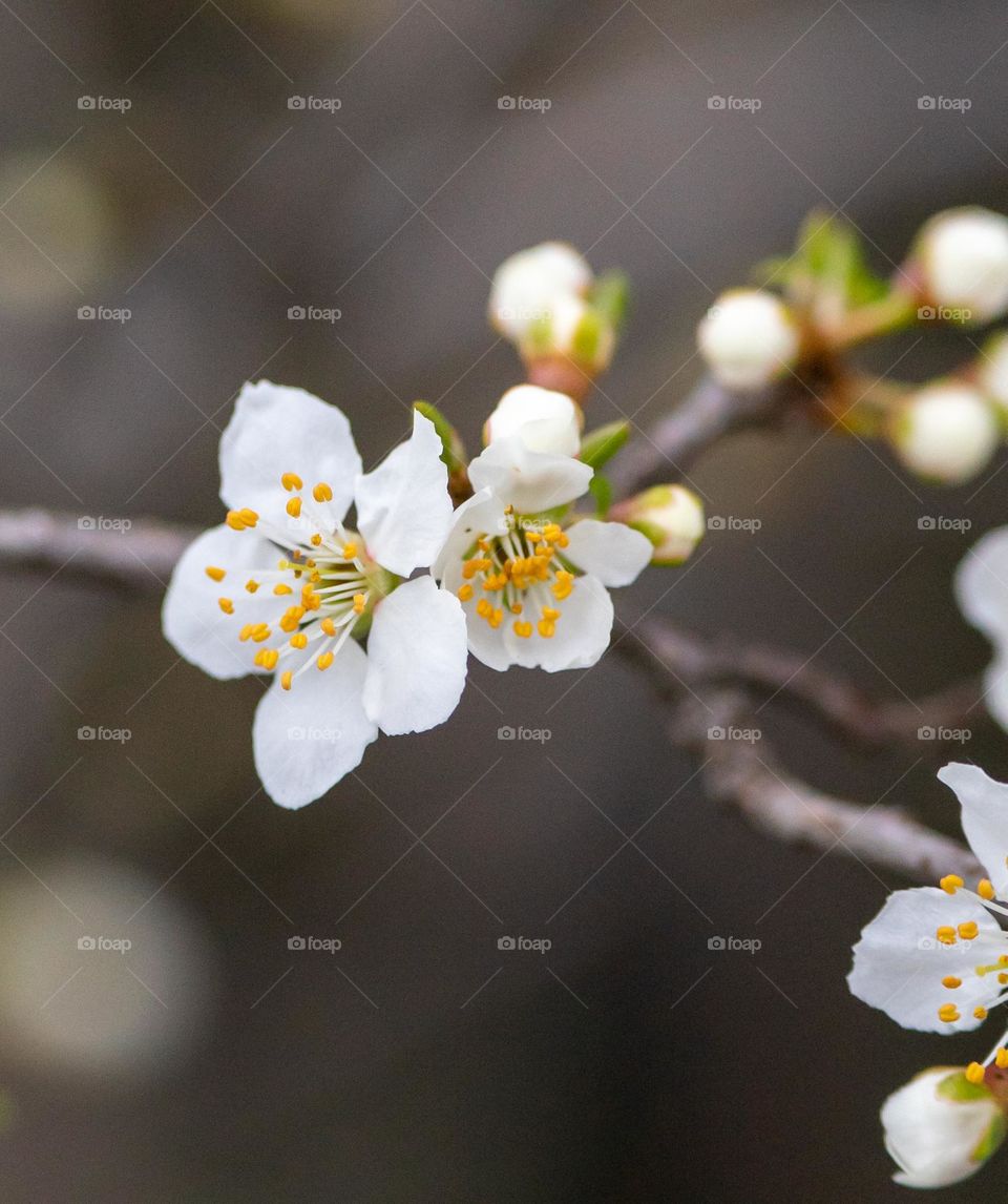 White flower