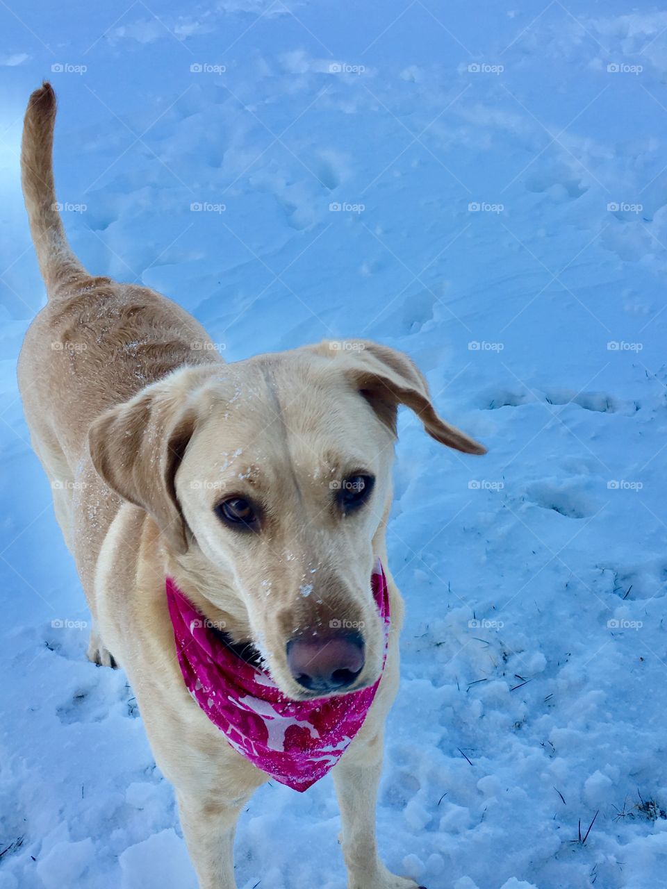Puppy dog playing in the snow