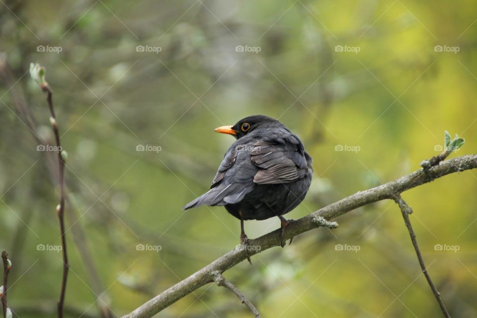 Close-up of a blackbird sitting on a branch against green background