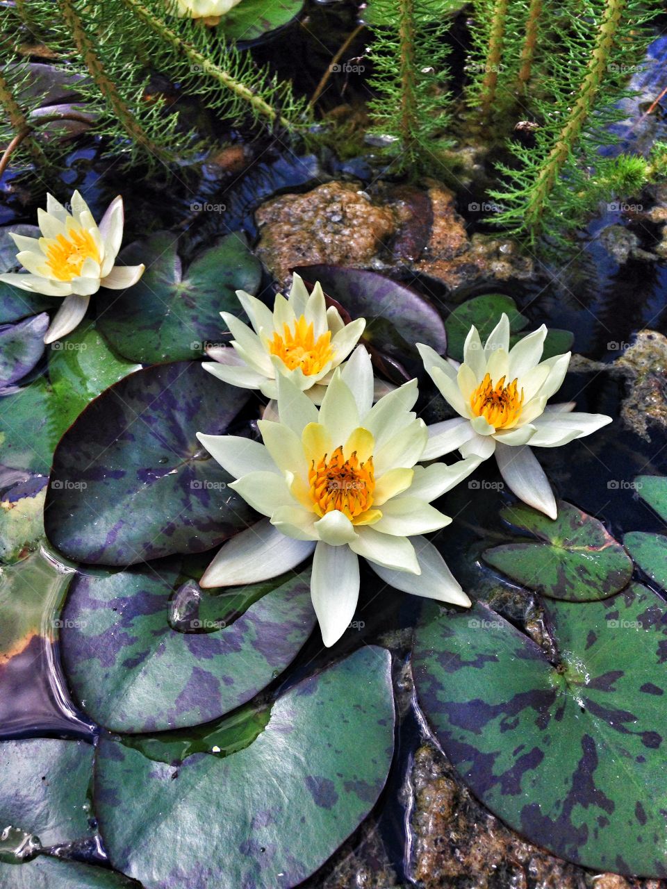 Lily of the pond. Lilies and lily pads in a pond