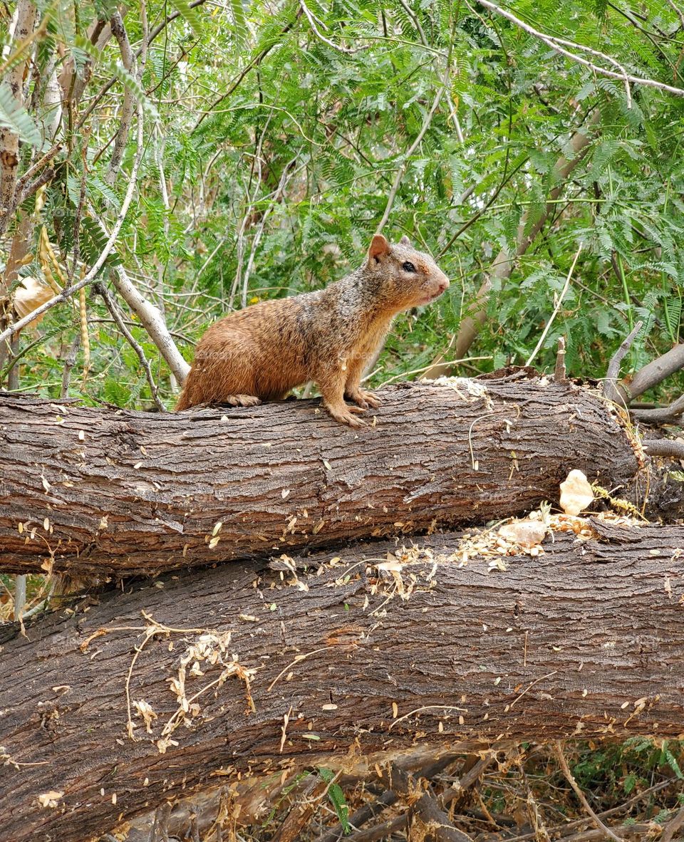 Squirrel on a Tree Trunk