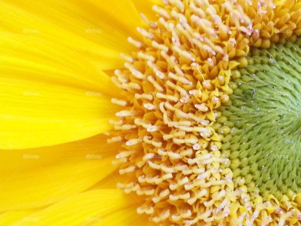 Happy Sunflowers