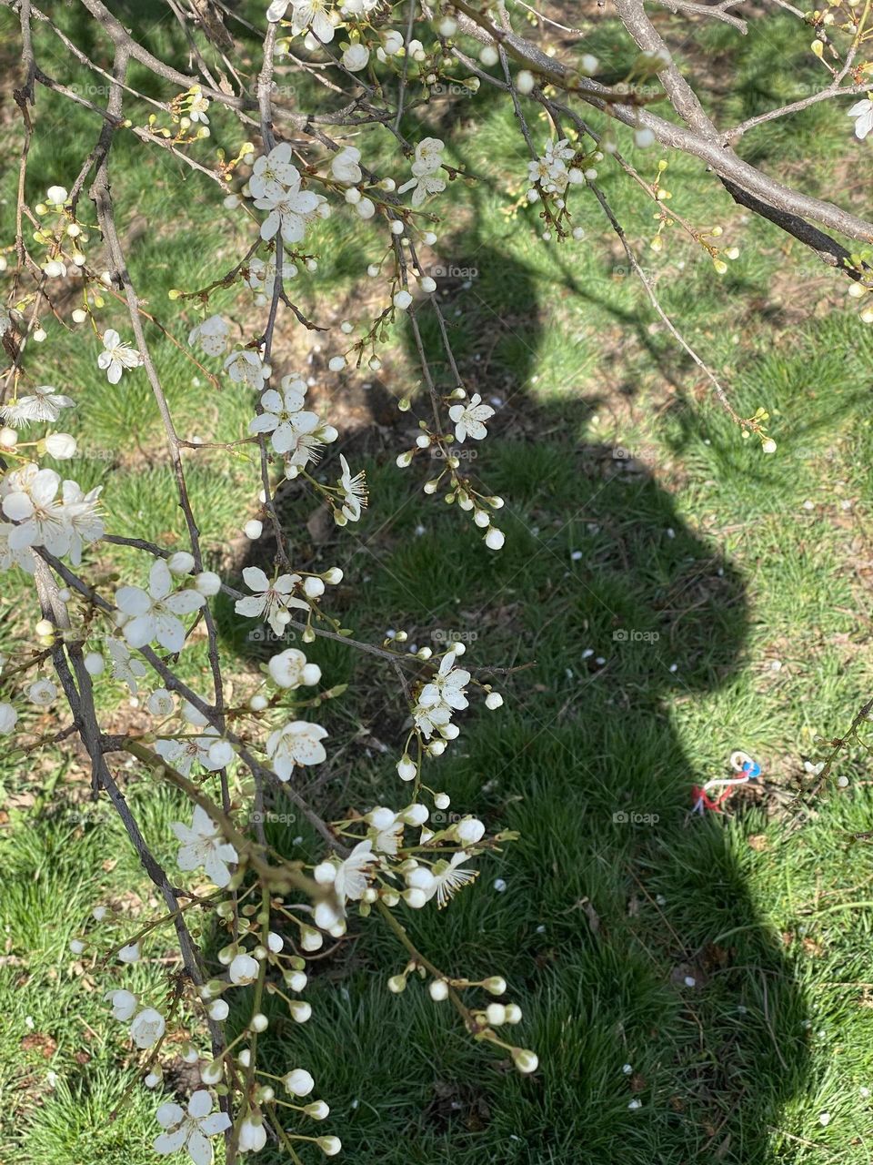 Branch with flowering white blossoms and  shadow of woman 