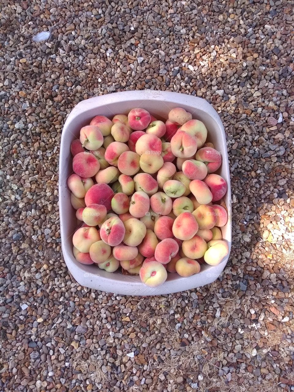 peach harvesting