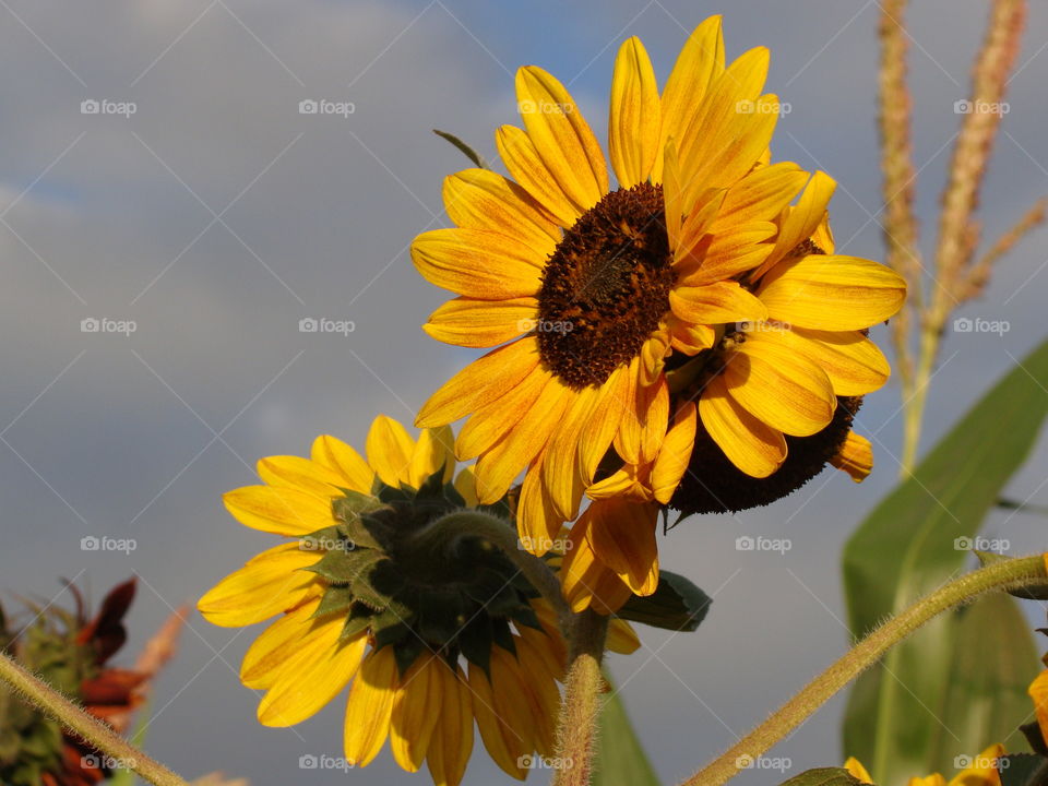 Sunflowers 