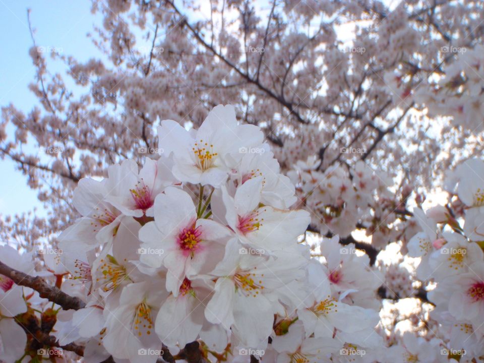 sakura