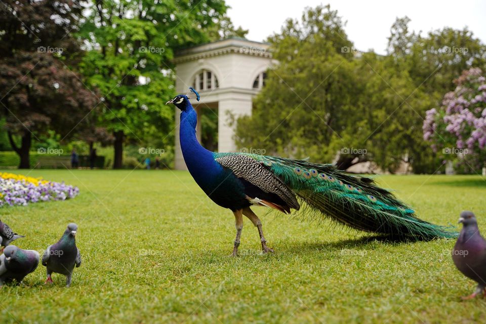 Peacock walking in the garden