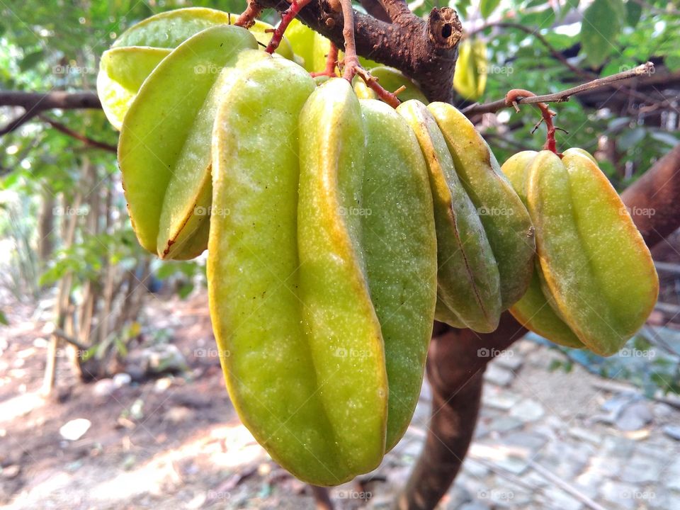 Kamranga the sour fruit