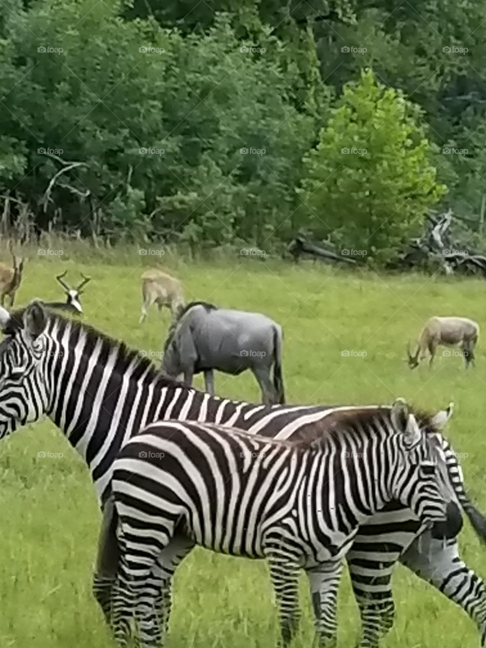 Zebras at the Alabama Safari near Montgomery