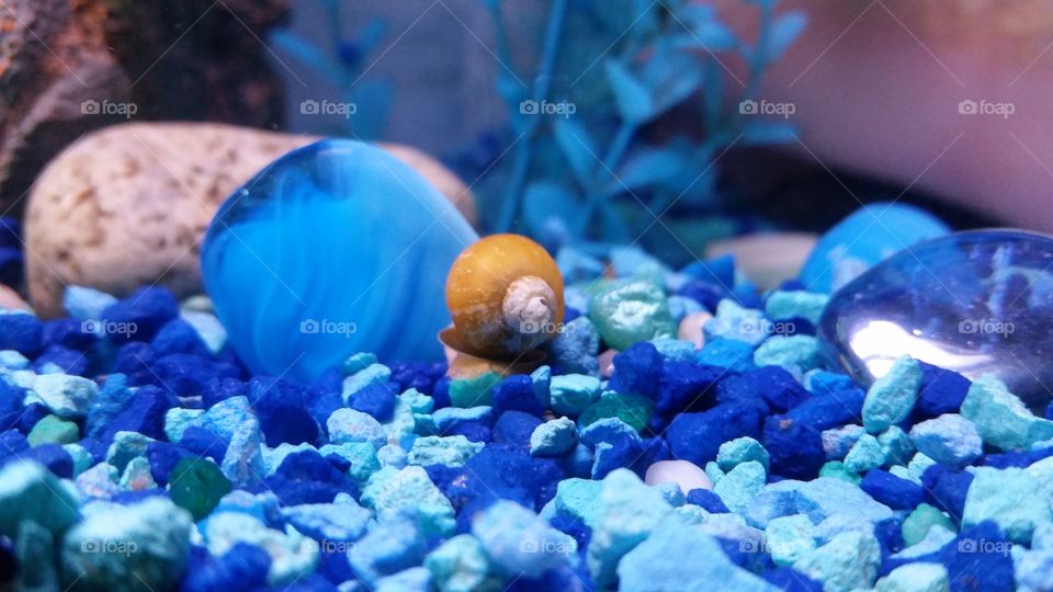 Water snail