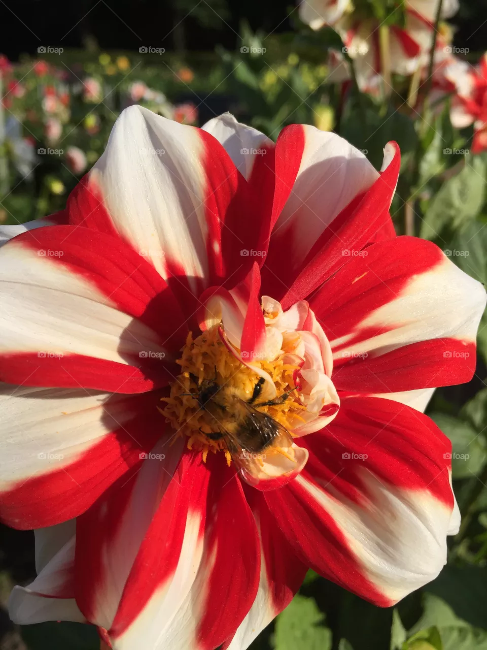 Dahlia