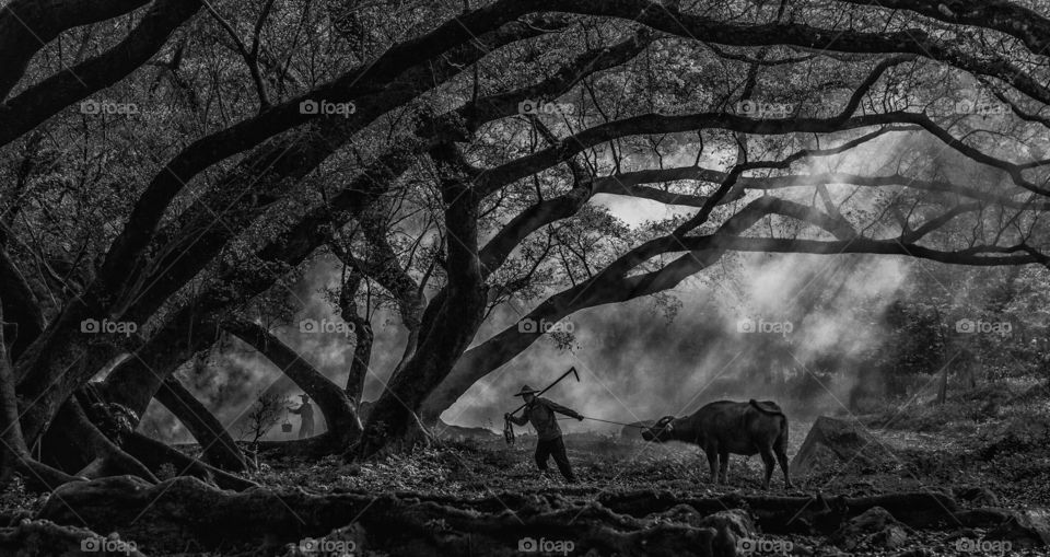 Buffalo in forest