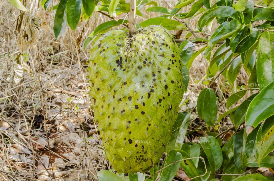 Soursop On Tree