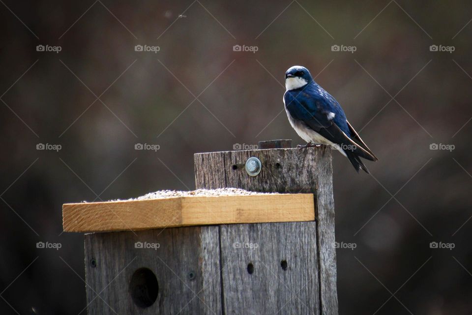 Tree swallow