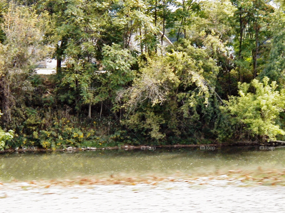 Nature, Water, Tree, Park, Summer