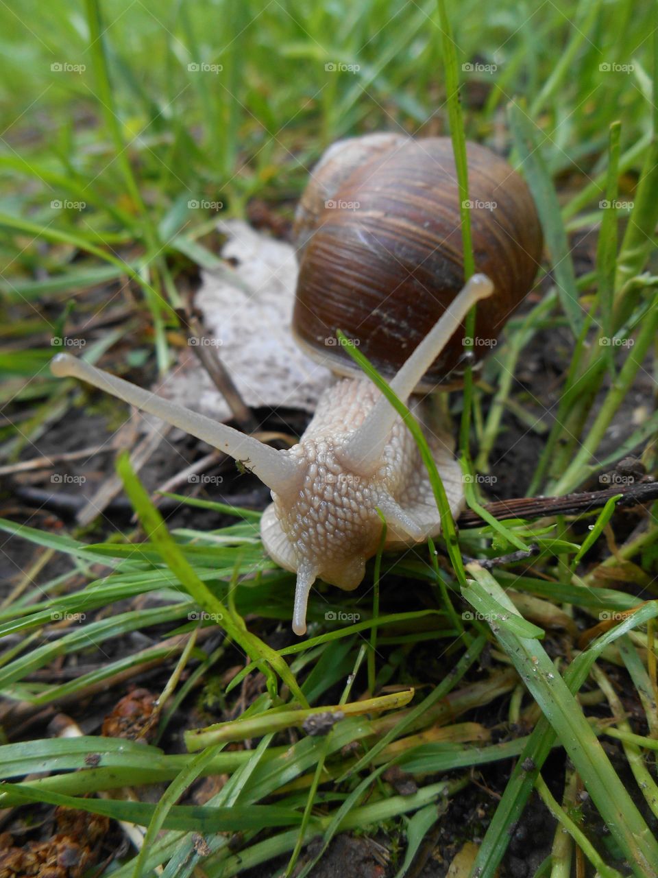 snail in the green grass