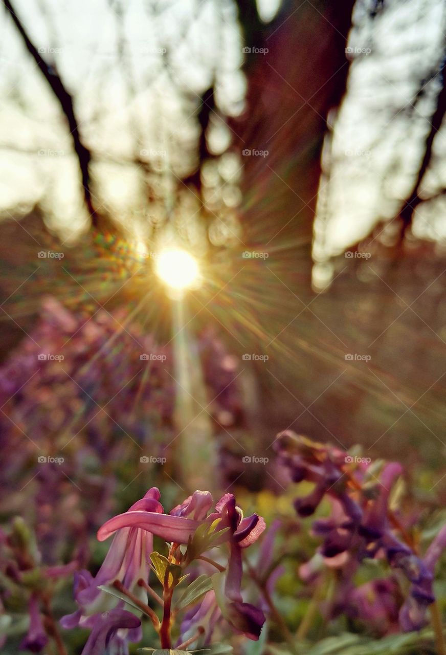 Spring blossom foreground a sunset/sunrise in the forrest.