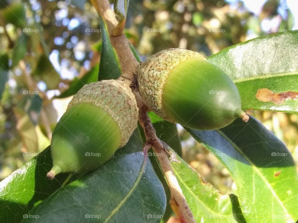 acorns on a branch