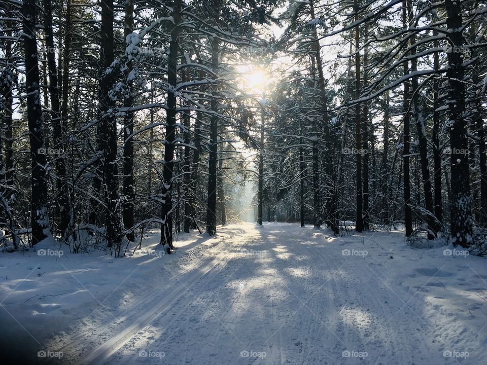 Winter forest 