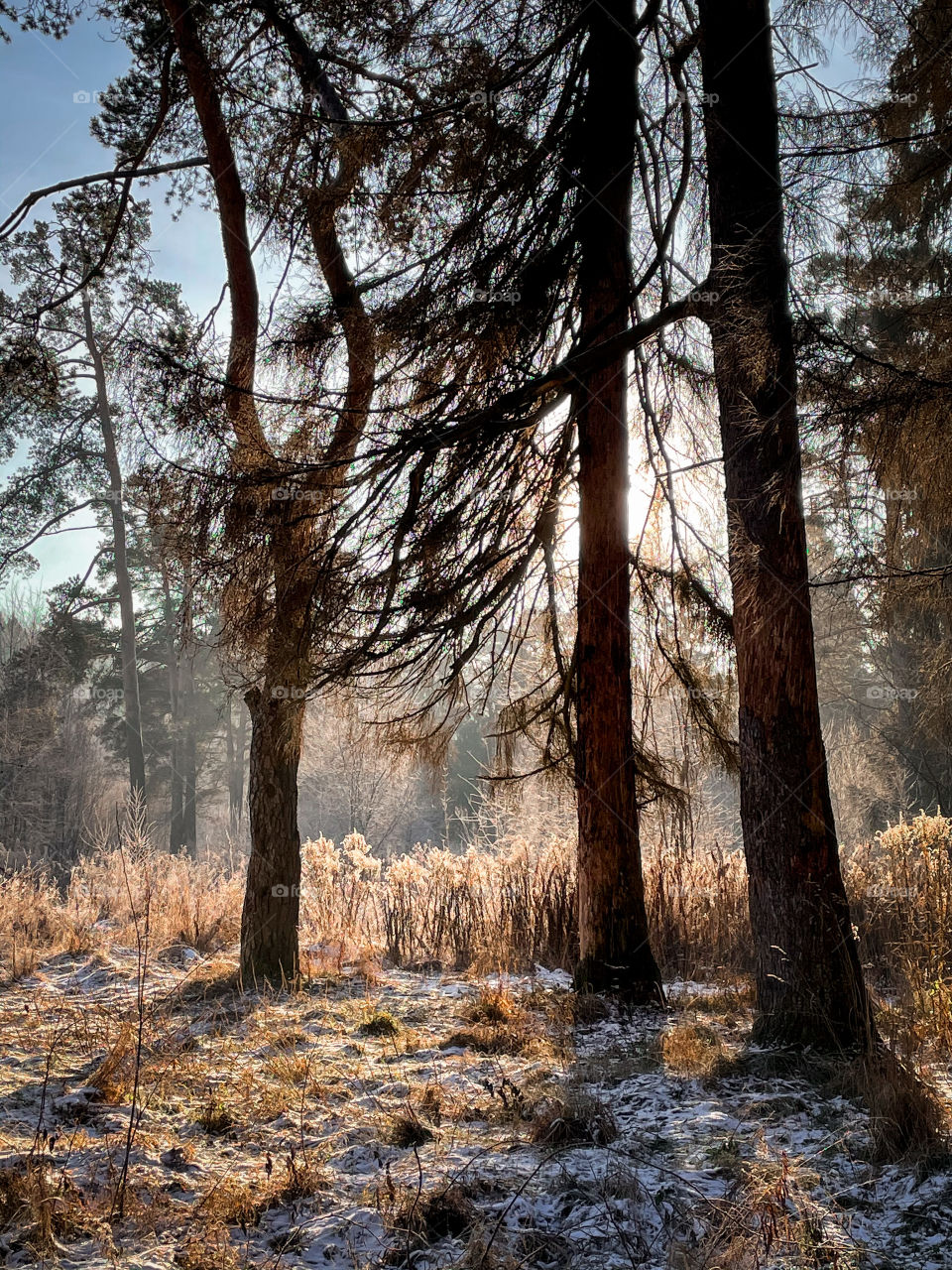 Winter landscape in sunny forest in December 