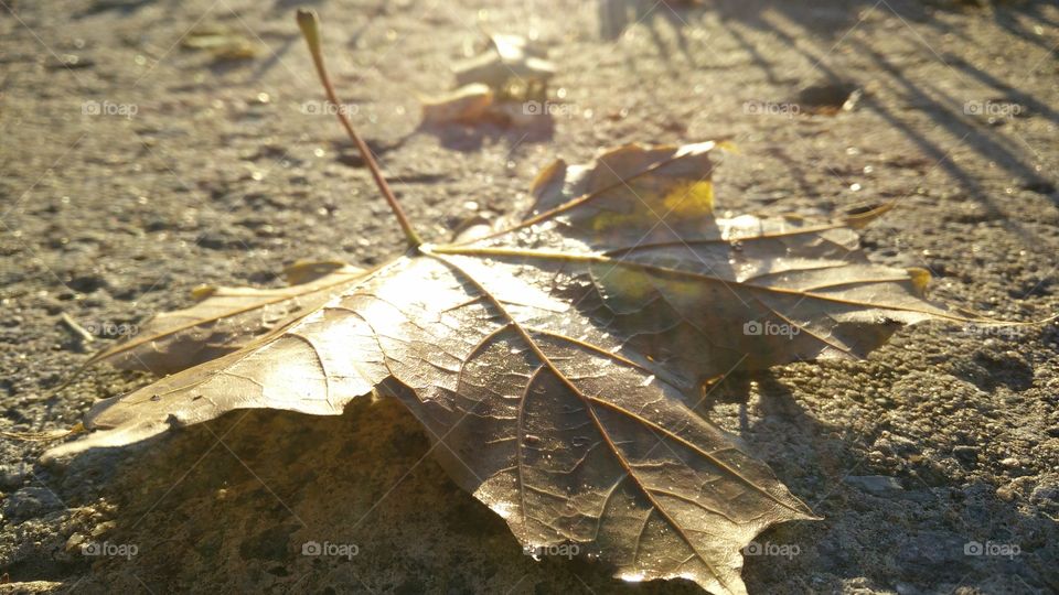 Morning sunshine on closeup maple leaf ,on the road