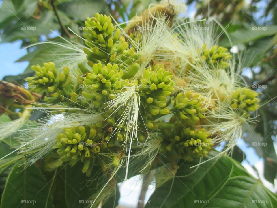 Ice cream bean flowers