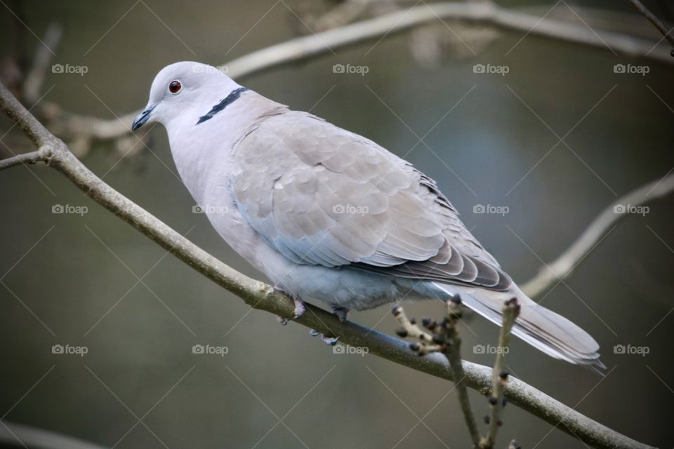 dove