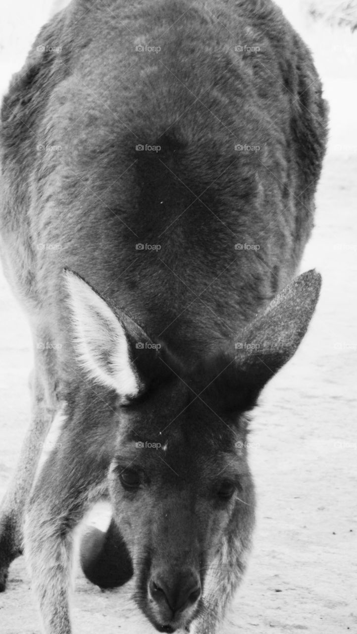 A kangaroo close-up !!- Black & White