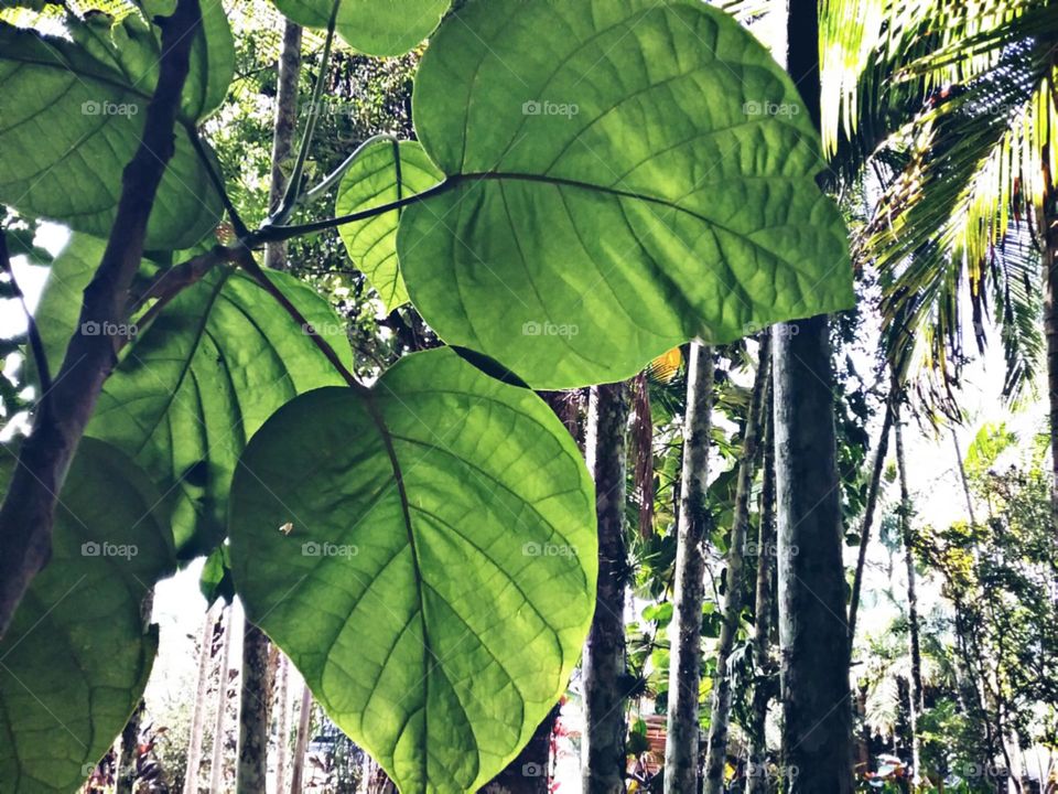 Redondas e perfeitas.