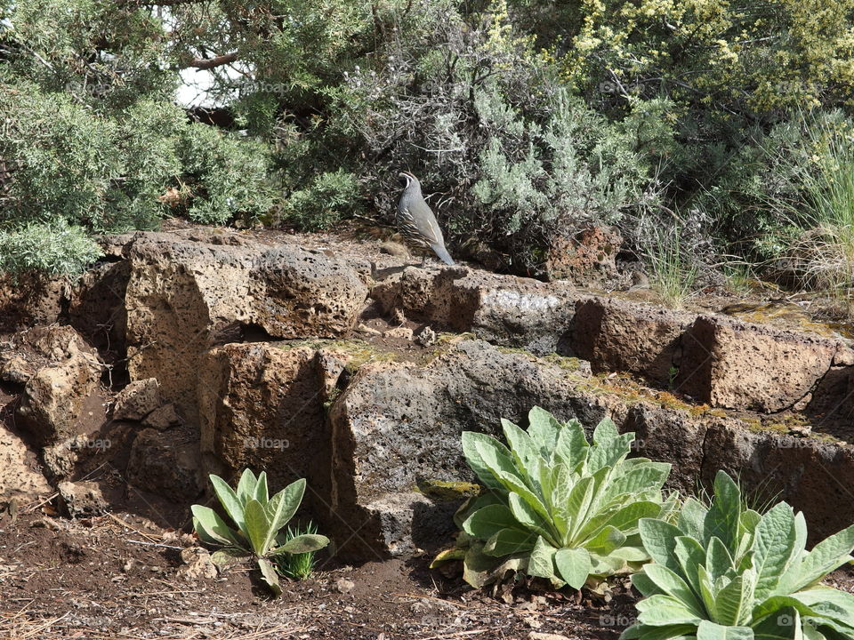 A California Quail walks along porous rocks surrounded by juniper trees in Central Oregon landscaping on a sunny day. 