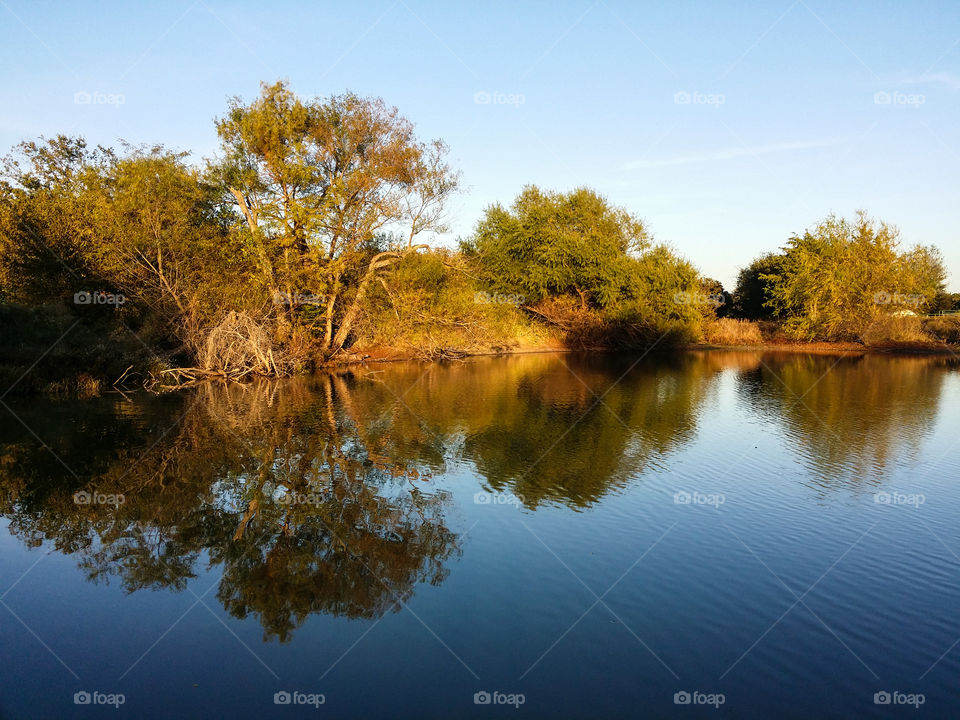 Trees reflected in a pond