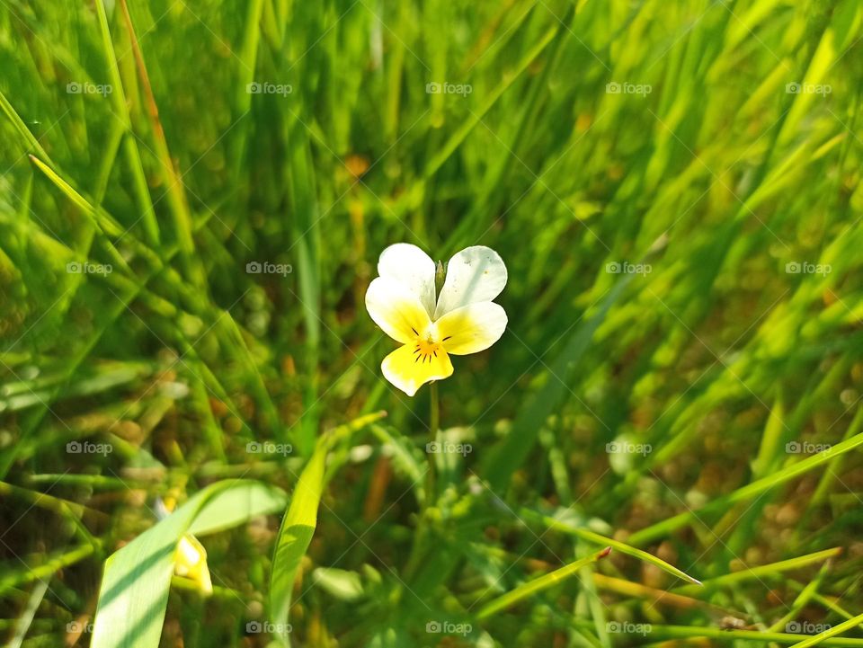 Viola arvensis is a species of violet known by the common name field pansy