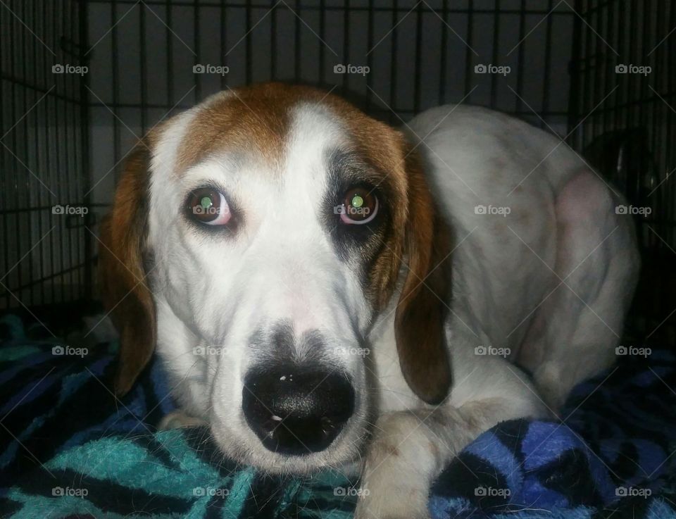 You ain't nothin but a hound dog