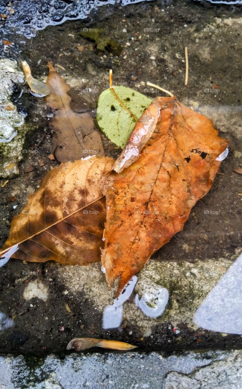 Leaves in water