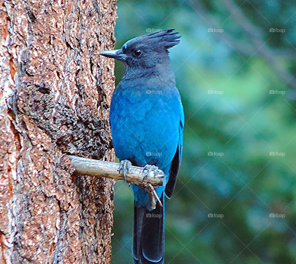 Stellar Jay