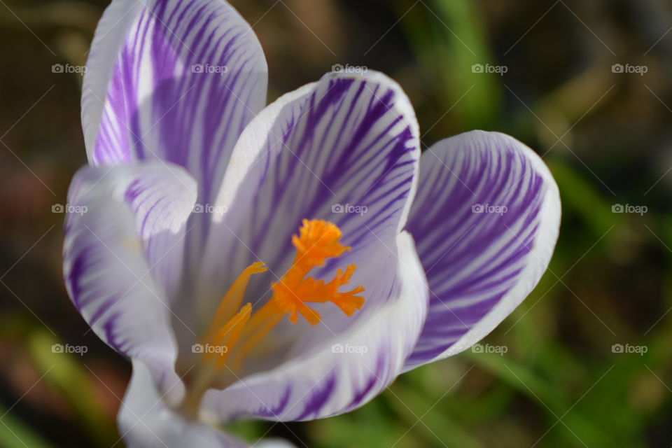 spring time is coming 