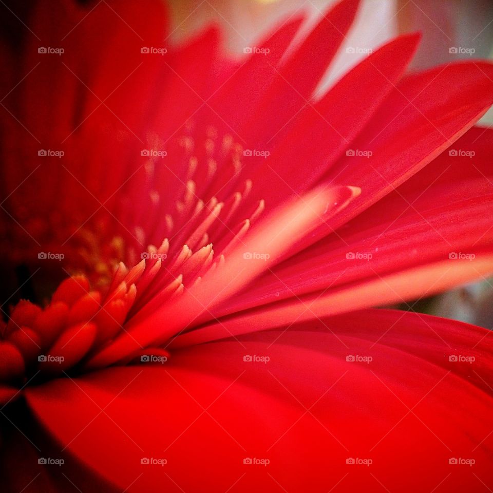 Red Gerbera