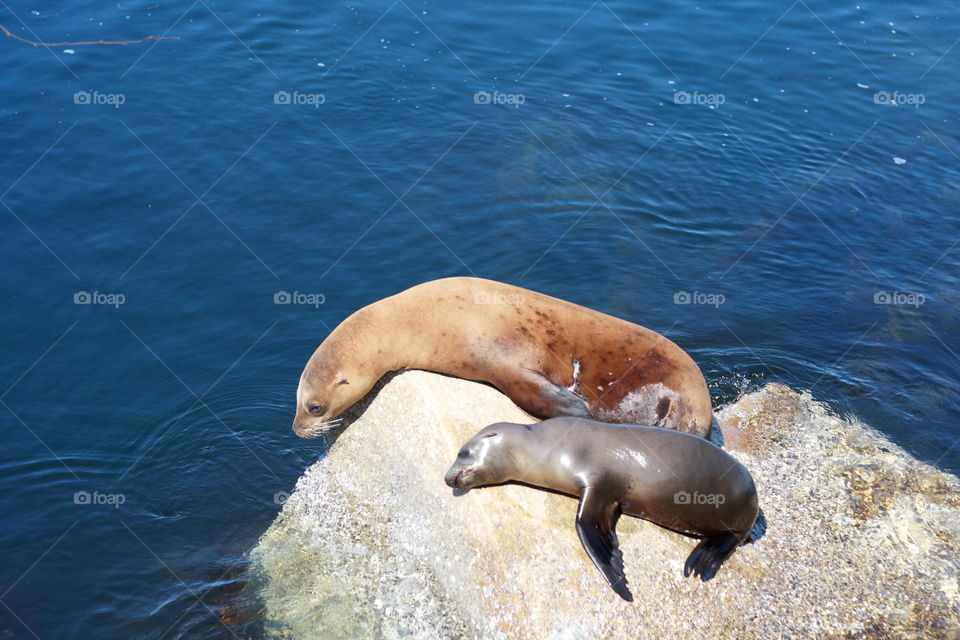 Baby sea loin and mom resting in a stone in sunny afternoon on bay of Monetary 