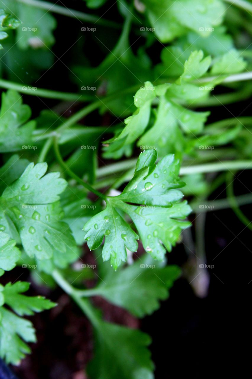 parsley