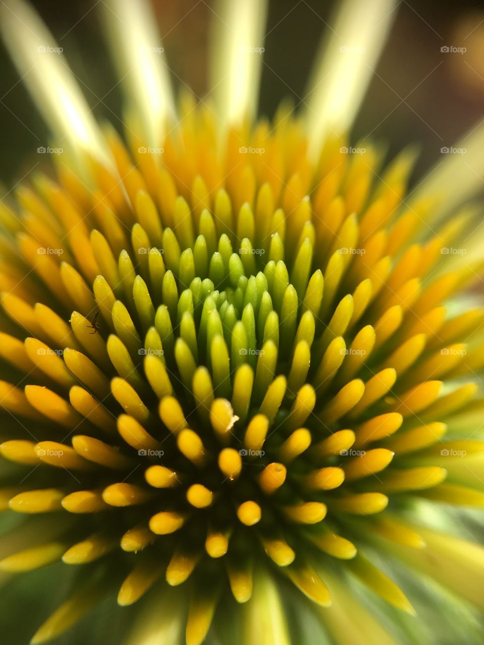 Center of yellow flower closeup