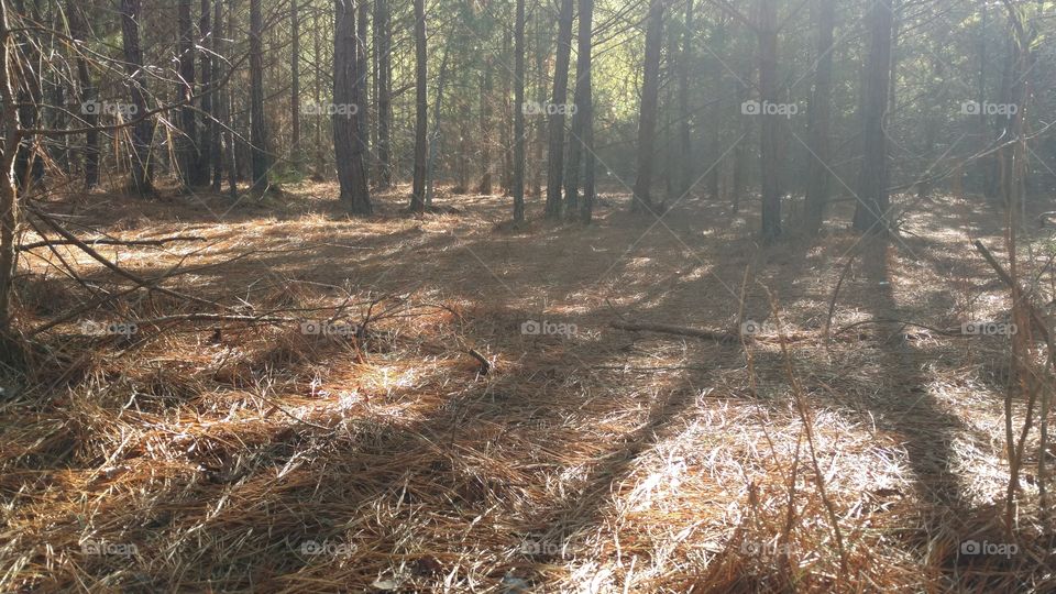 Tree, Wood, Landscape, Nature, No Person