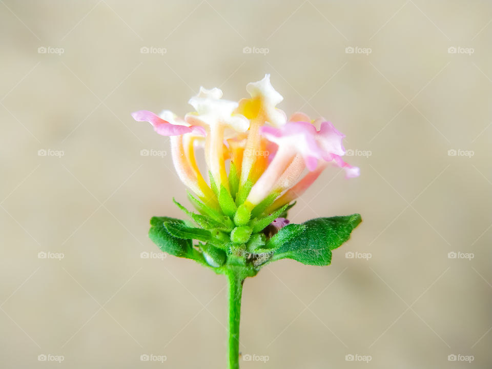 A closeup shot of west Indian lantana