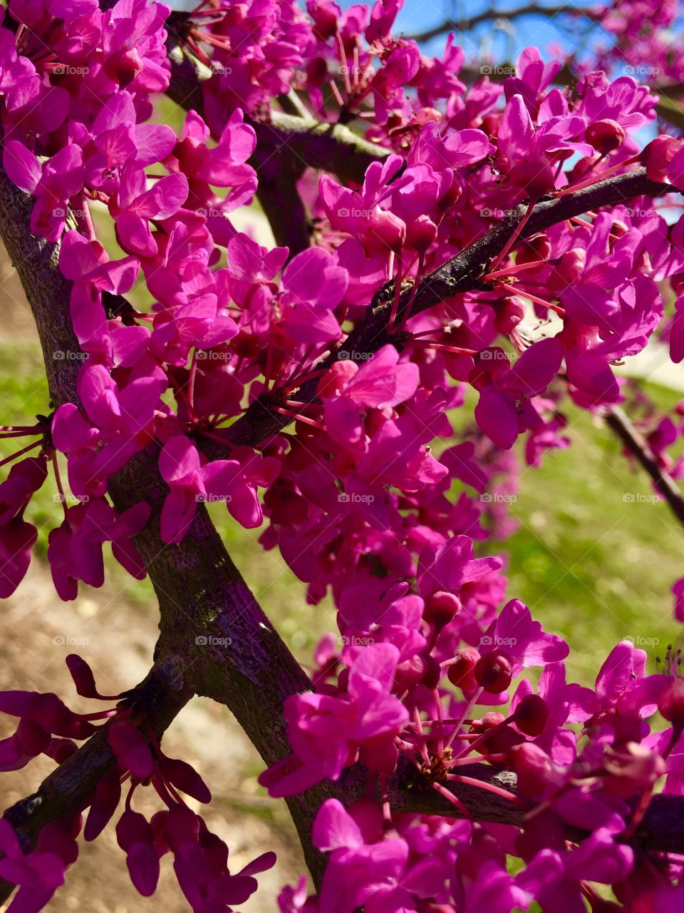 Blossom of flowers 