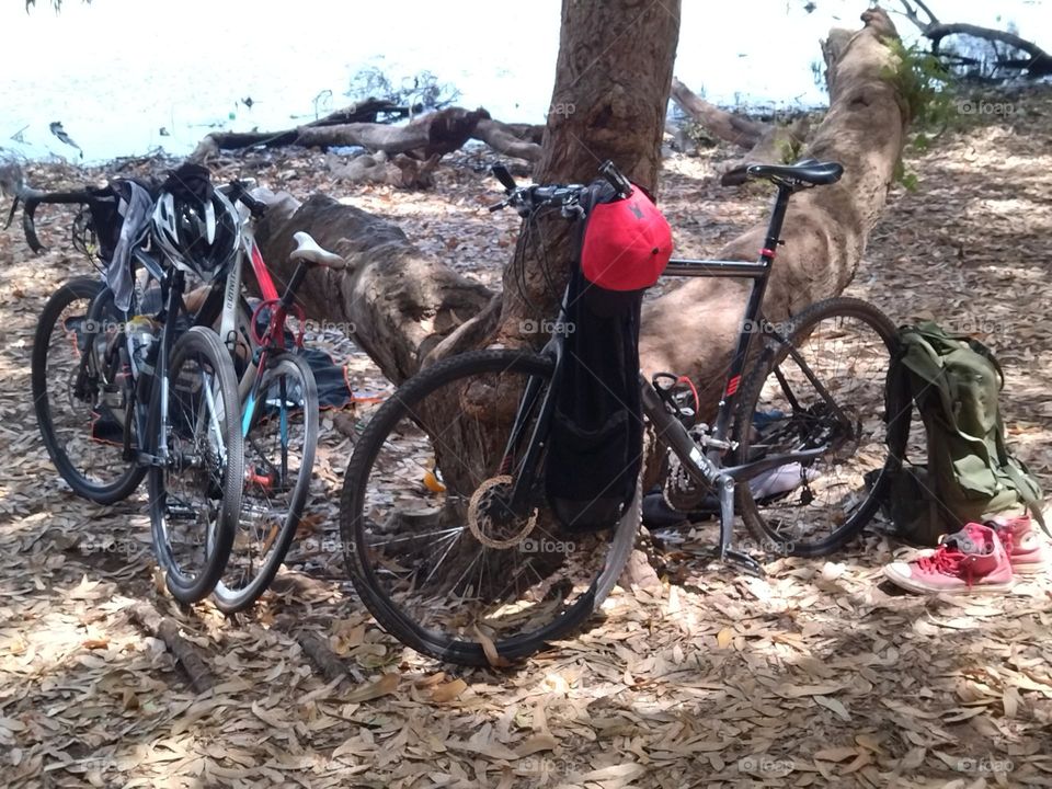 bikes around tree