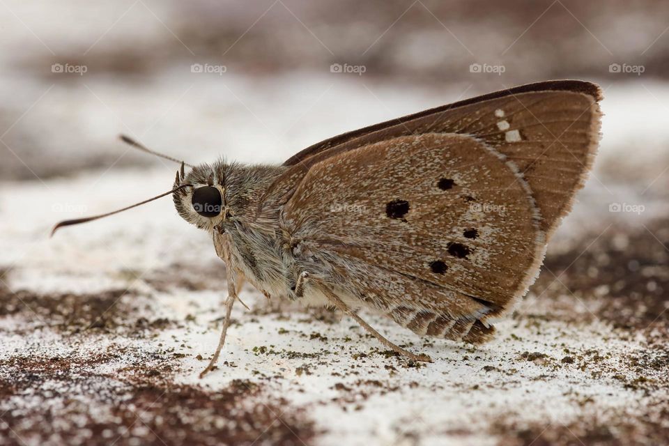 Beautiful and cute butterfly