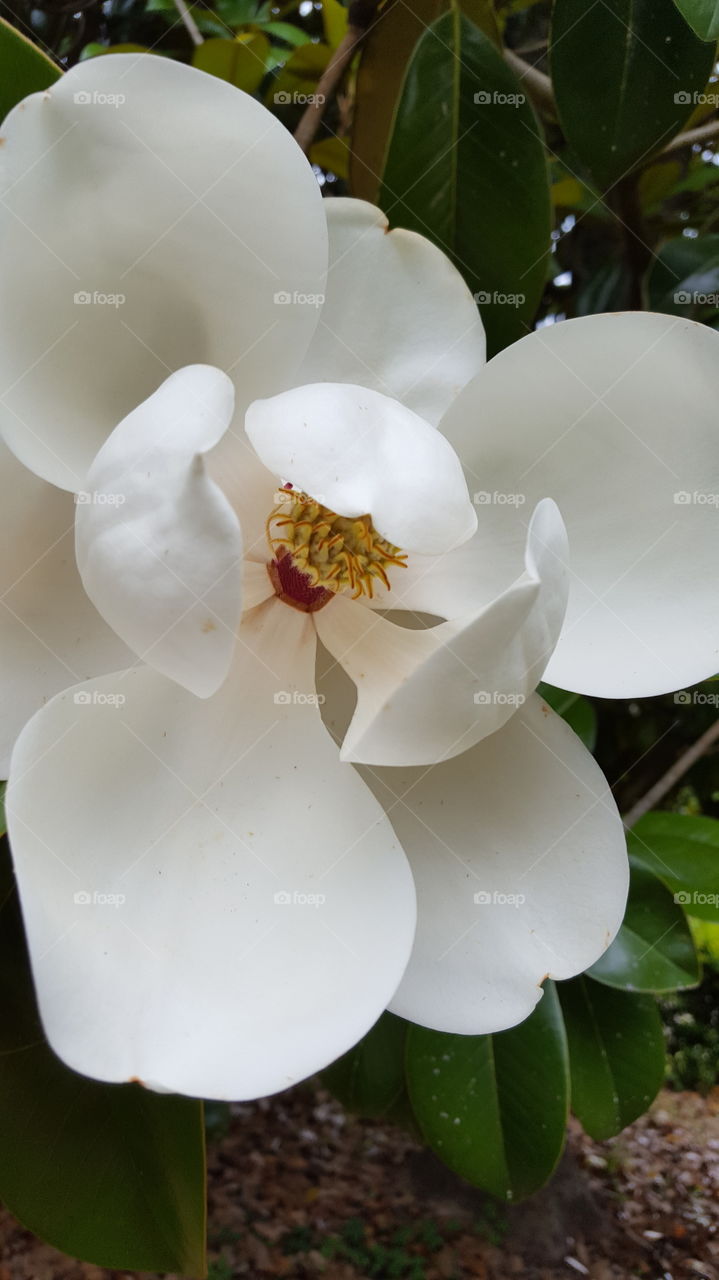 my magnolia in bloom