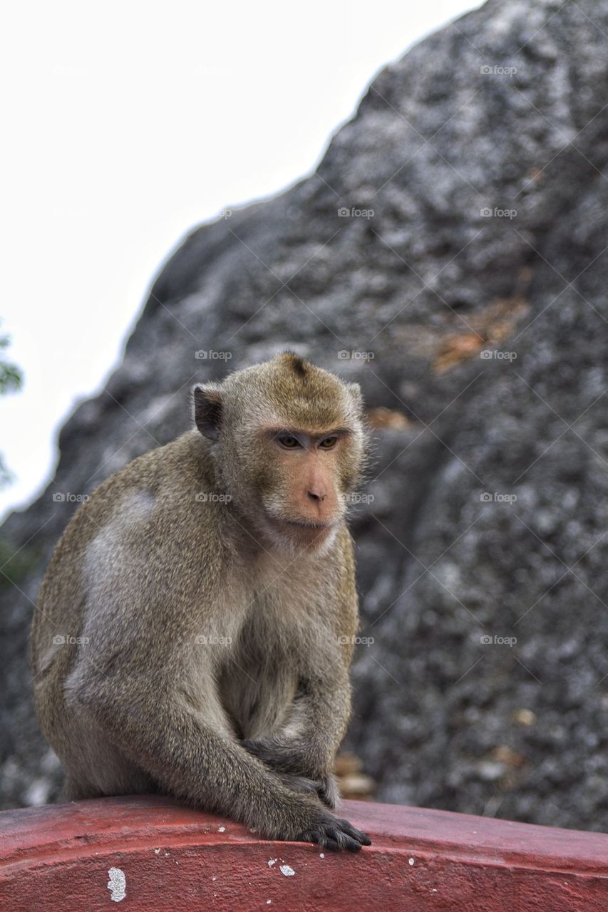 Monkey sitting on retaining wall