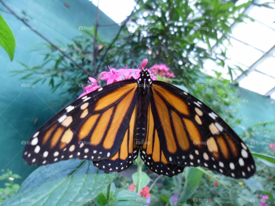 nature black orange butterfly by jmh